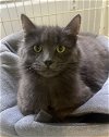 adoptable Cat in  named Jewel