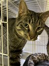 adoptable Cat in r, MI named Remy