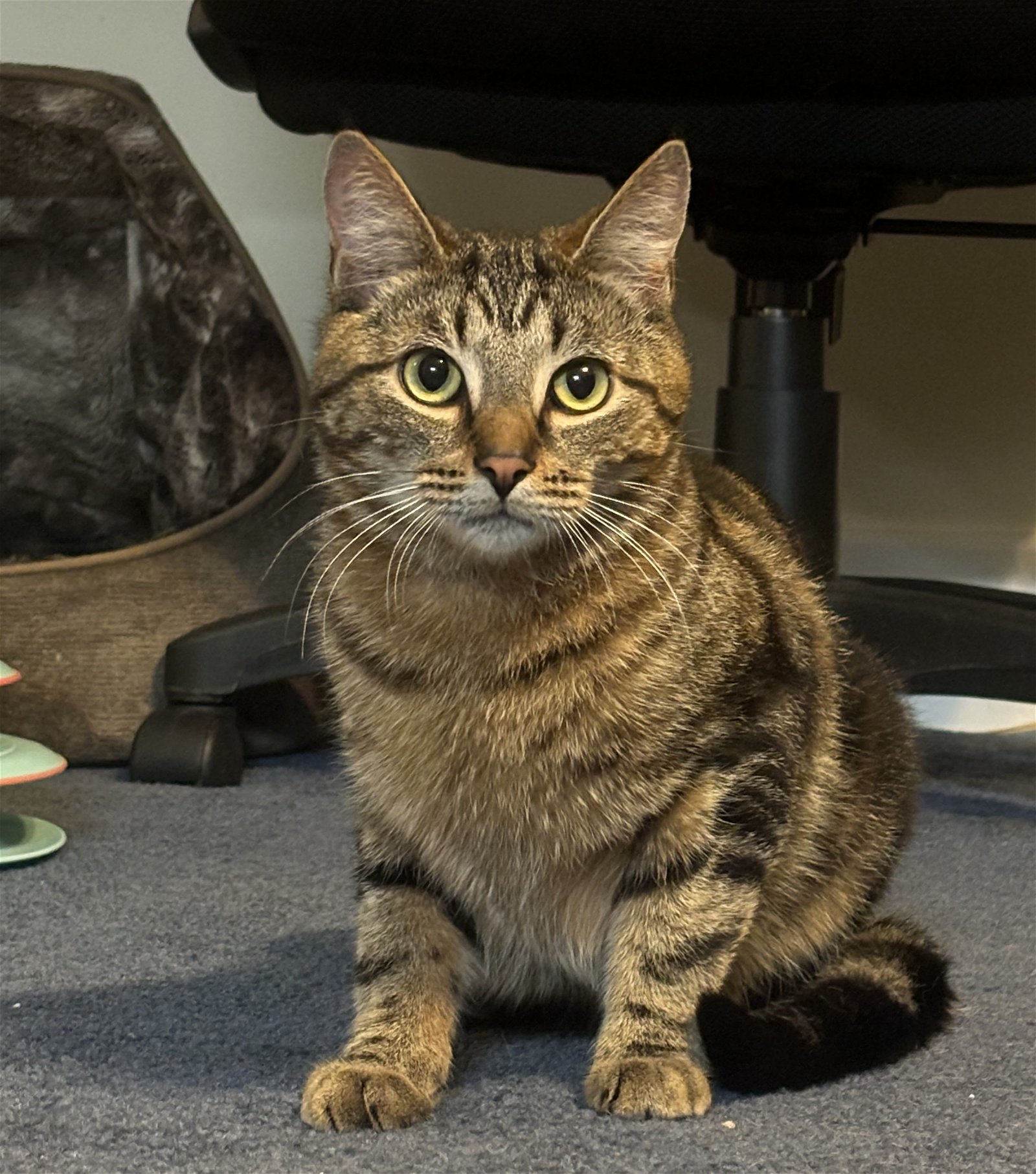 adoptable Cat in Traverse City, MI named Snake