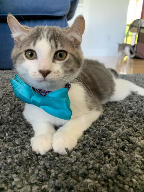 adoptable Cat in Traverse City, MI named Barney