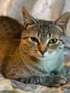 adoptable Cat in Traverse City, MI named Genevieve