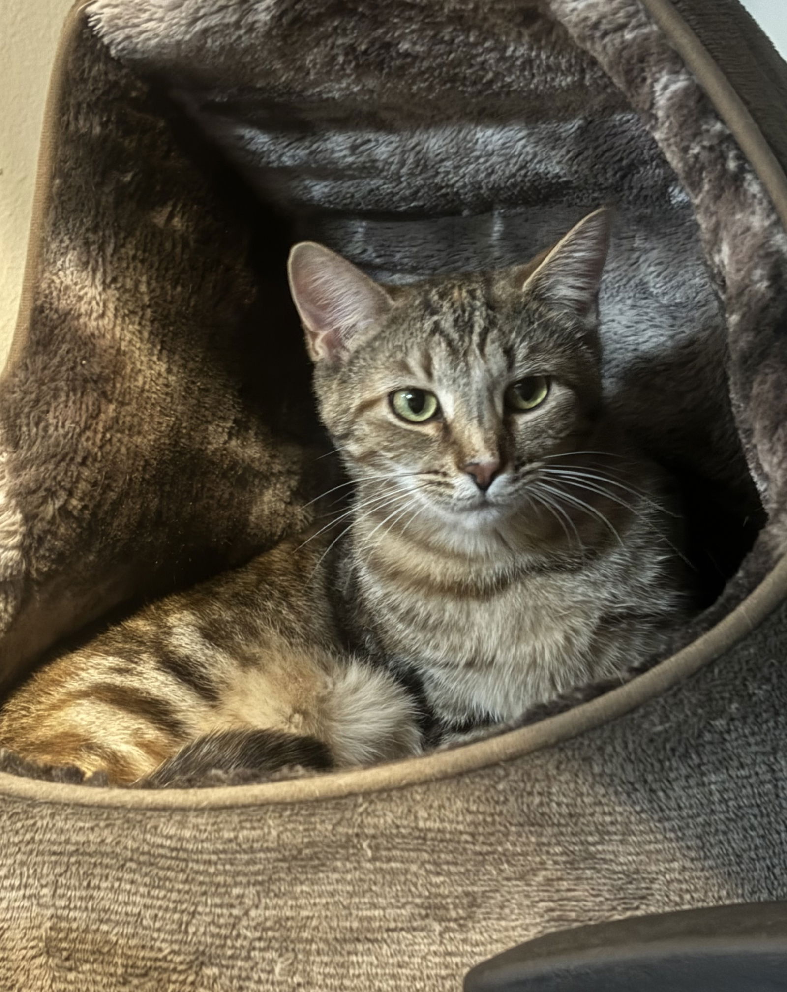 adoptable Cat in Traverse City, MI named Chamele