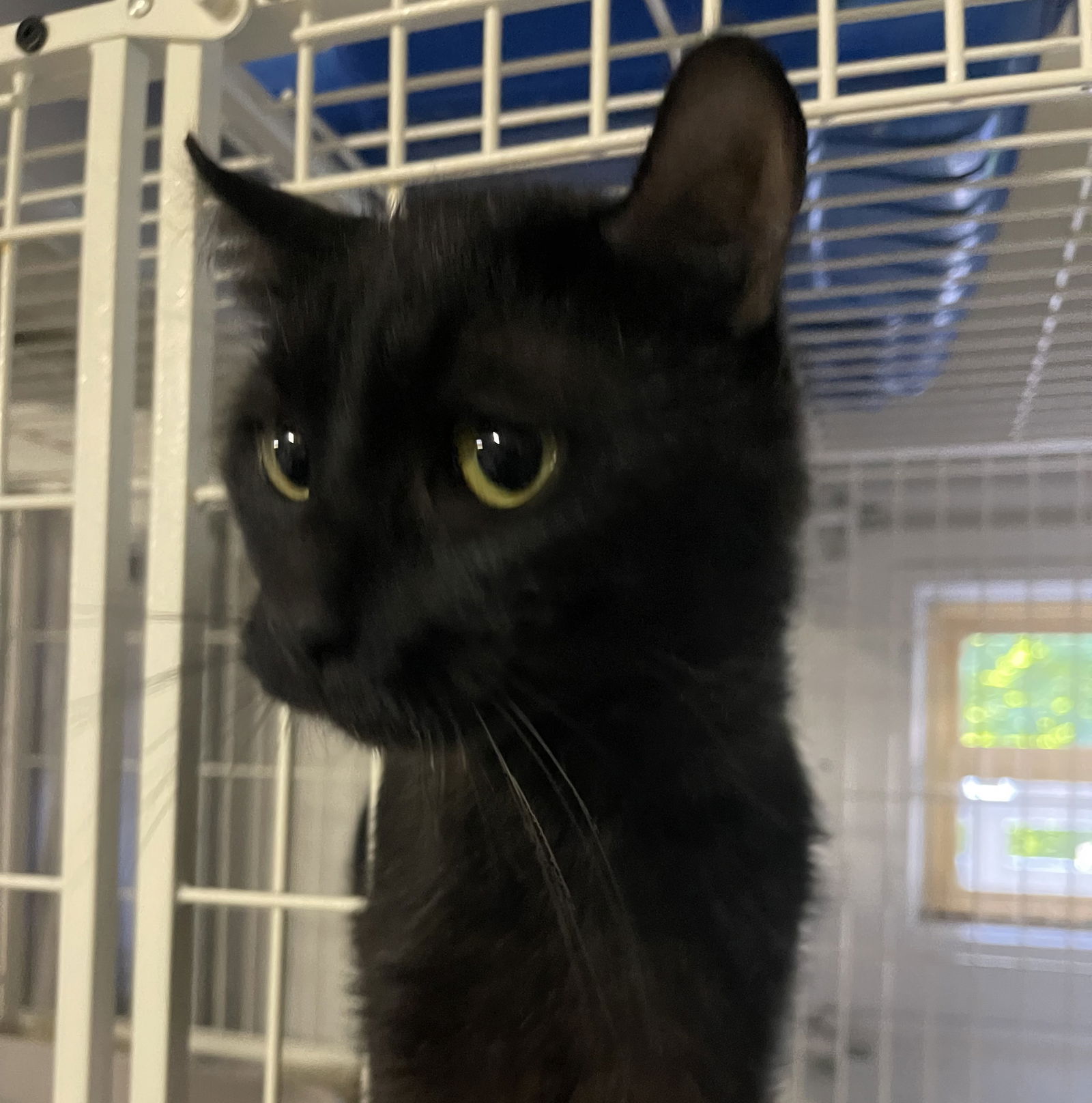 Cats for Adoption in Cadillac, Michigan | Alpha Paw