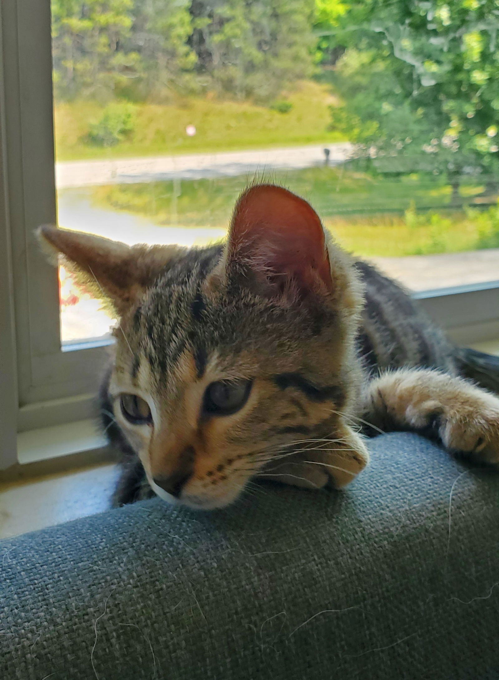 adoptable Cat in Traverse City, MI named Zest