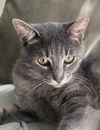 adoptable Cat in Traverse City, MI named Rufus