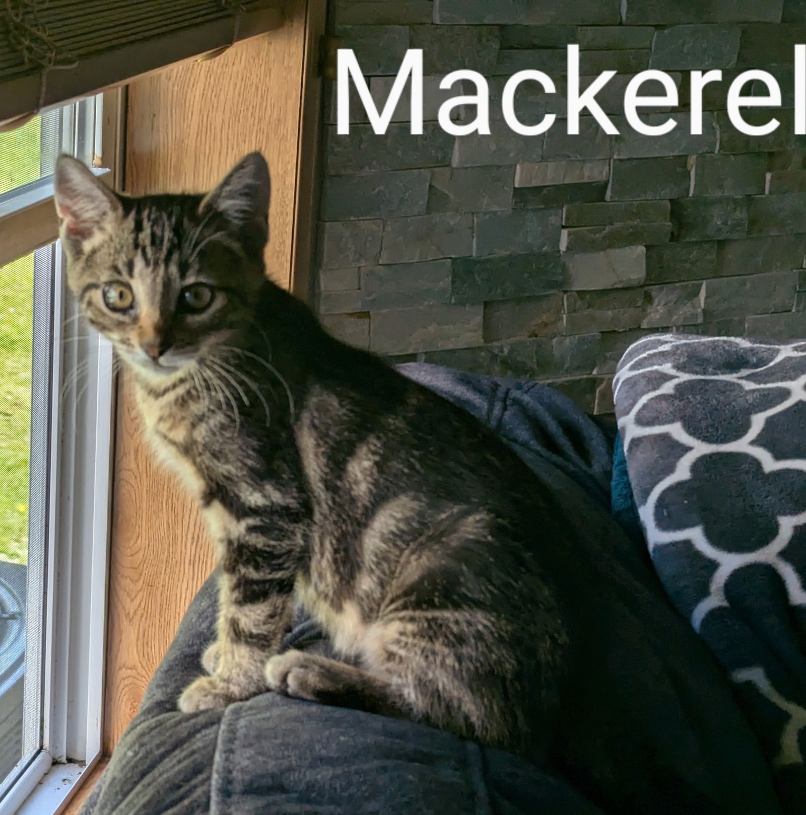 adoptable Cat in Traverse City, MI named Mackerel