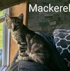 adoptable Cat in  named Mackerel