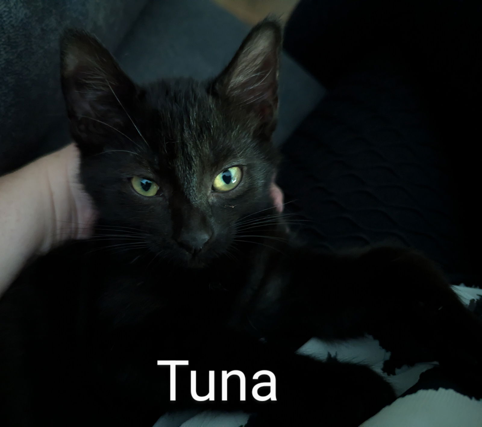 adoptable Cat in Traverse City, MI named Tuna