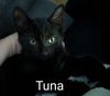 adoptable Cat in Traverse City, MI named Tuna