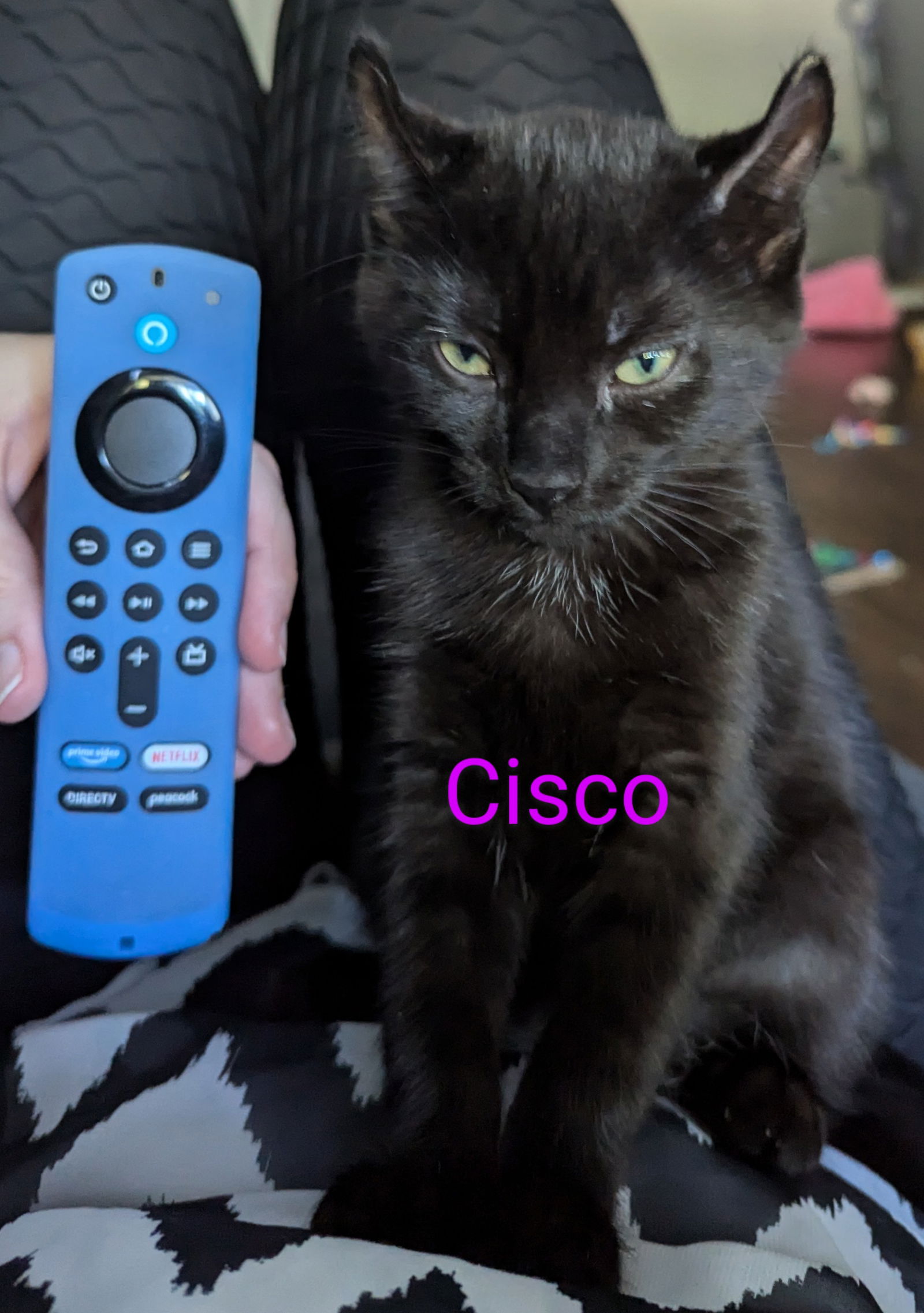 adoptable Cat in Traverse City, MI named Cisco