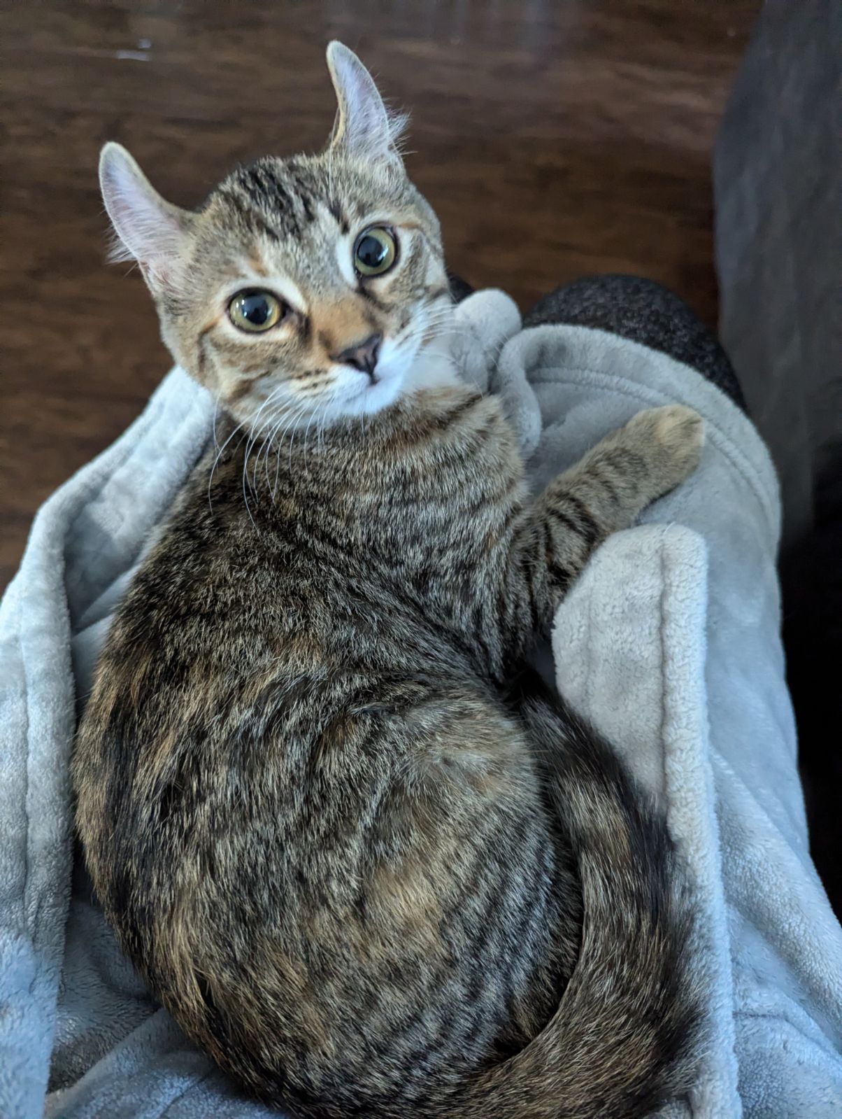 adoptable Cat in Traverse City, MI named Pandora