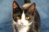 adoptable Cat in Traverse City, MI named Trouble