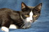 adoptable Cat in Traverse City, MI named Havoc