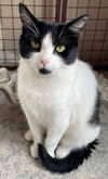 adoptable Cat in Traverse City, MI named Dora