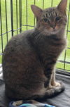 adoptable Cat in Traverse City, MI named Tansy