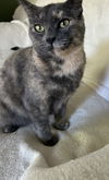 adoptable Cat in Traverse City, MI named Ginger