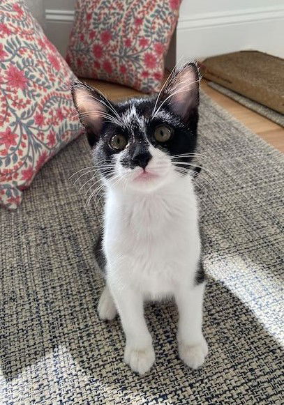 adoptable Cat in Traverse City, MI named Bobby Orr