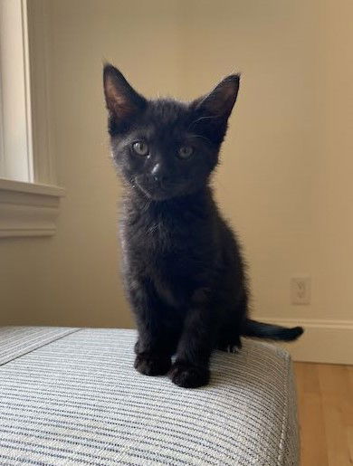 adoptable Cat in Traverse City, MI named Tim Horton