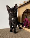 adoptable Cat in , MI named Gordie Howe