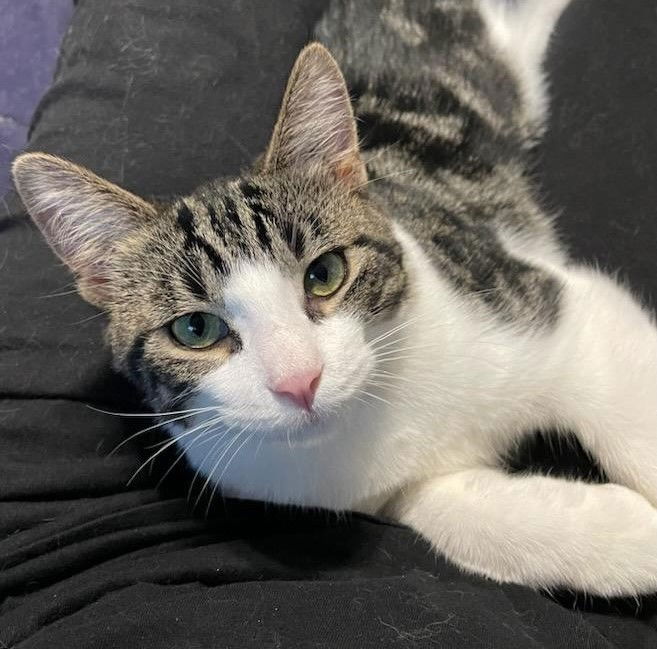 adoptable Cat in Traverse City, MI named Dr. Pepper