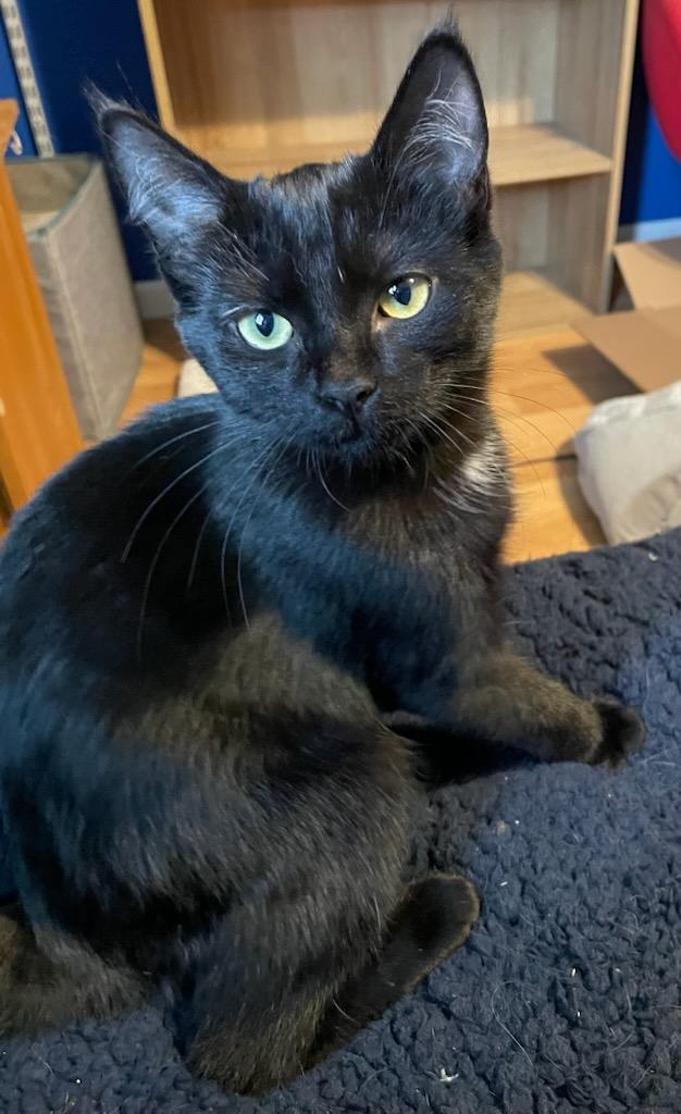 adoptable Cat in Traverse City, MI named Fanta