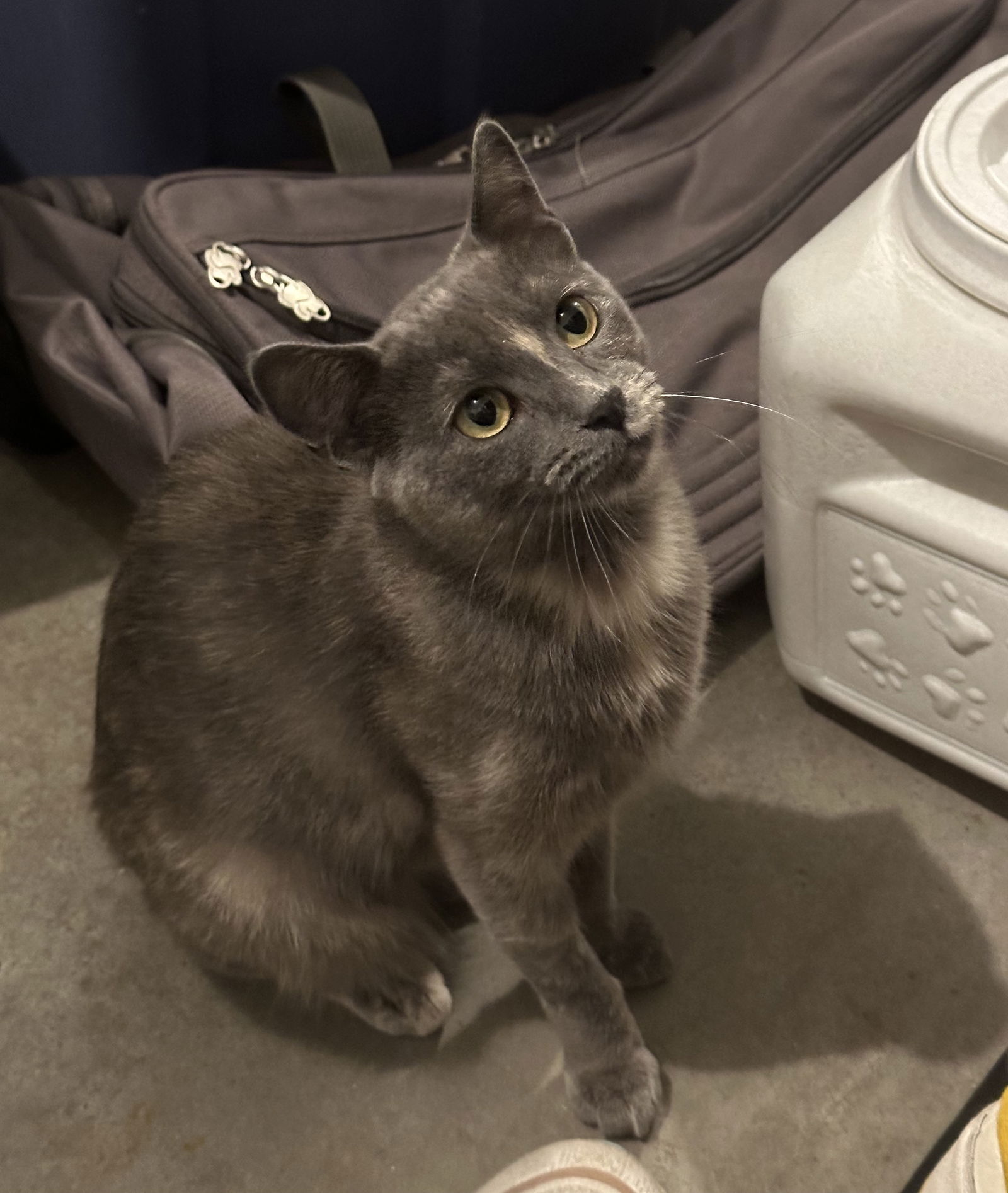 adoptable Cat in Traverse City, MI named Poppy