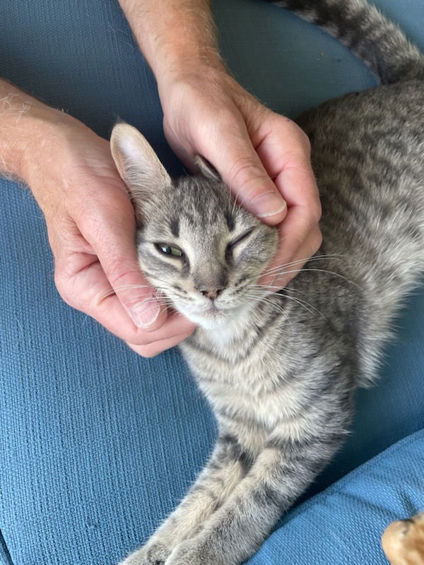 adoptable Cat in Traverse City, MI named Annabelle