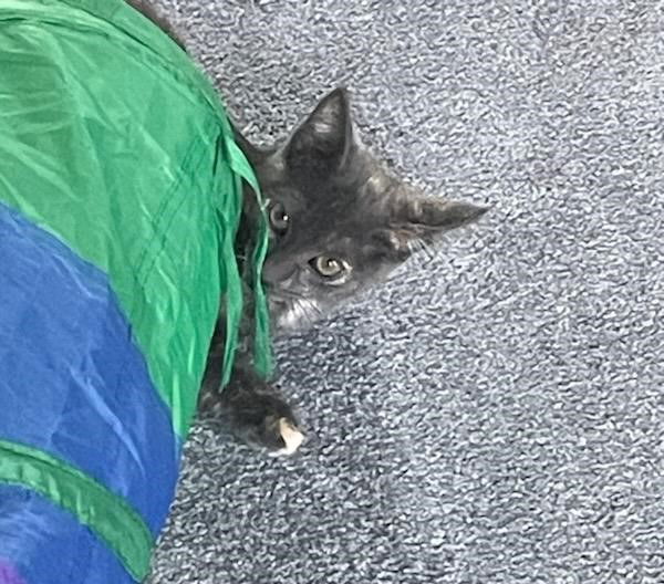 adoptable Cat in Traverse City, MI named Sandy Cheeks