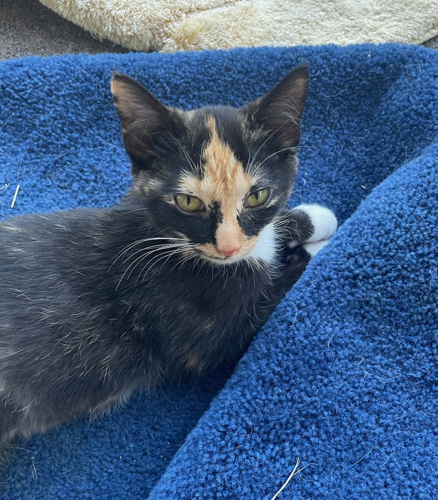 adoptable Cat in Traverse City, MI named Baby G