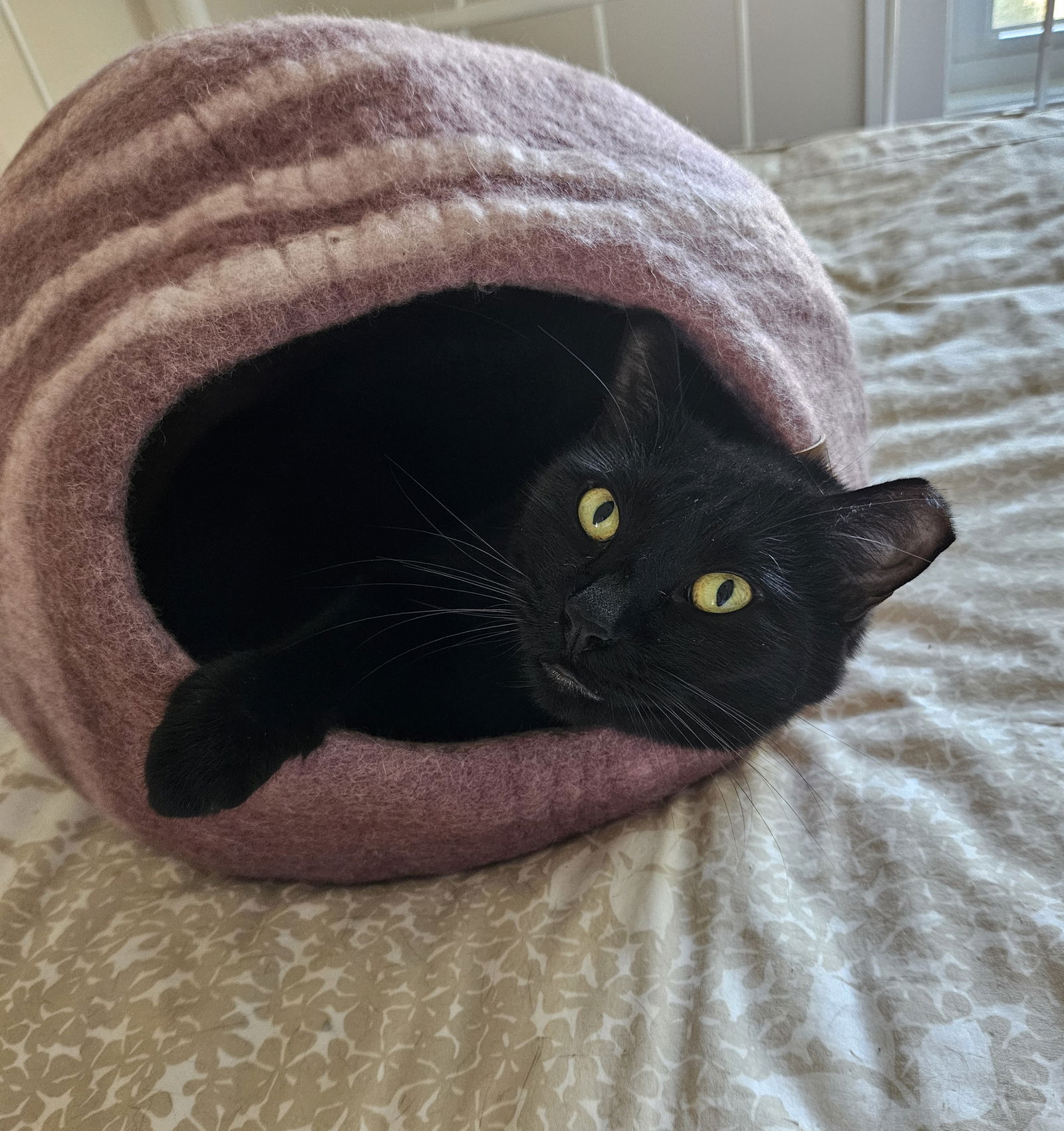 adoptable Cat in Traverse City, MI named Midnight