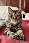 adoptable Cat in  named Trixie