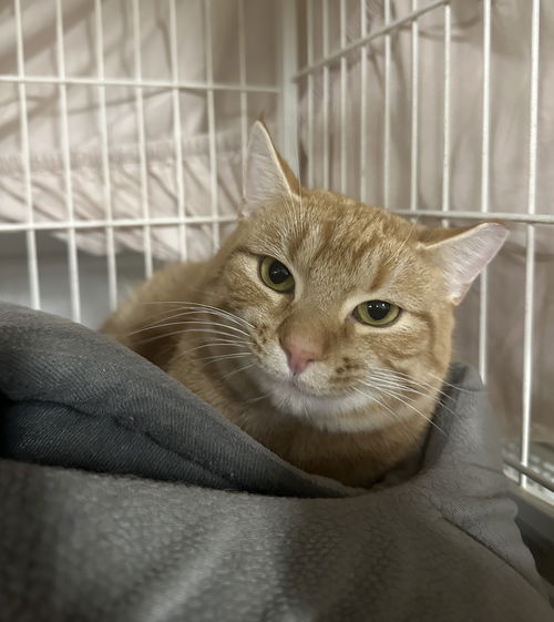 picture of the cat needing adoption