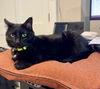 adoptable Cat in , MI named Pandora