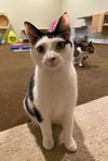 adoptable Cat in  named Cherub (Cher)