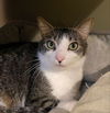 adoptable Cat in  named Cupid