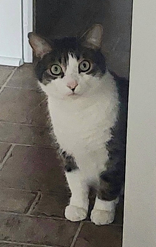 CUPID - Domestic Short Hair / Tabby available for adoption