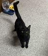 adoptable Cat in , MI named Russell