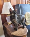 adoptable Cat in  named Izzy