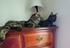 Izzy - Photo 8