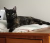 Izzy - Photo 2