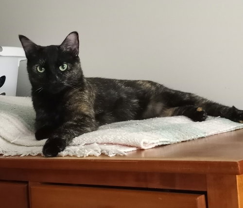 IZZY - Domestic Short Hair / Tortoiseshell available for adoption