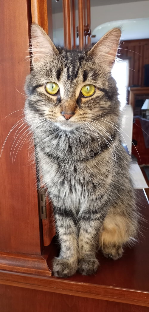 MAUREEN - Domestic Medium Hair / Tabby available for adoption
