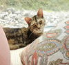 adoptable Cat in  named Molly