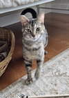 Molly - Photo 5