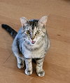 Molly - Photo 6
