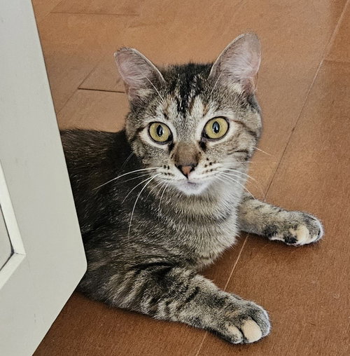 MOLLY - Domestic Short Hair / Tabby available for adoption