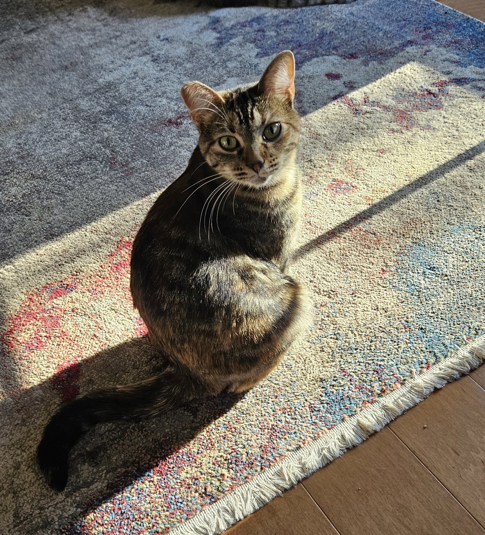 Molly Image