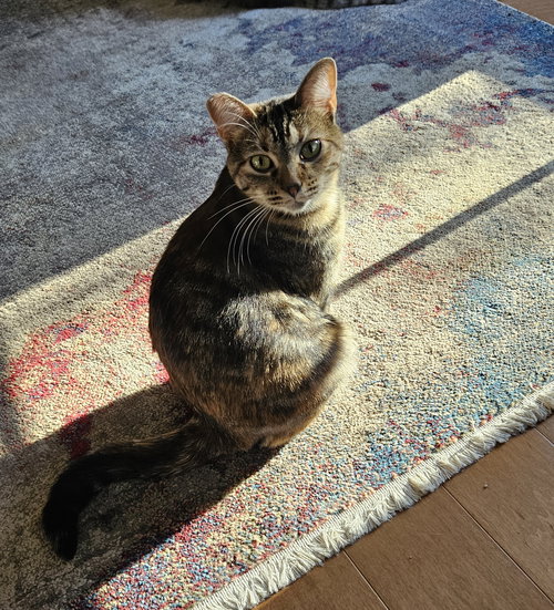MOLLY - Domestic Short Hair / Tabby available for adoption