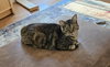 Molly - Photo 4