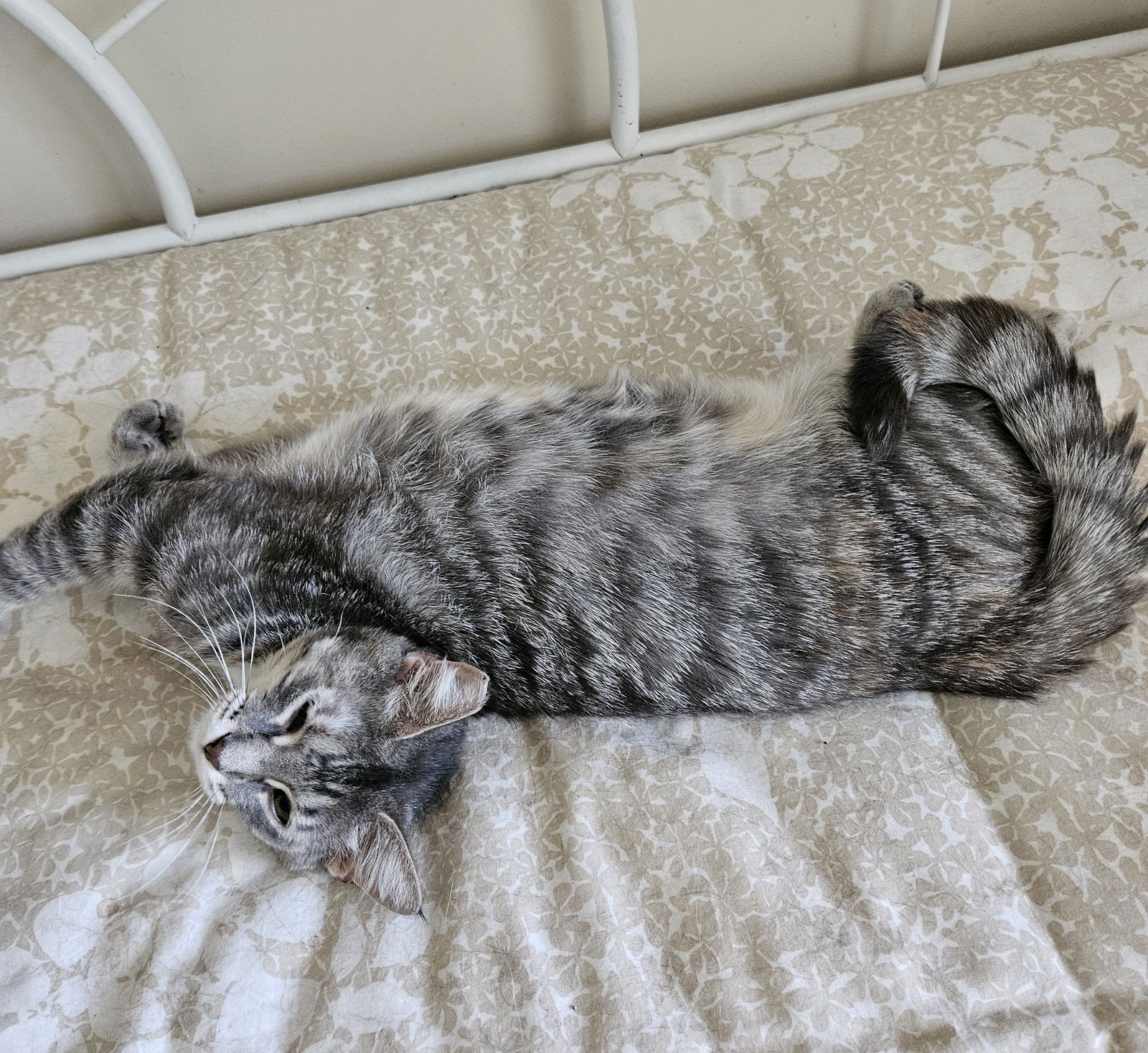adoptable Cat in Traverse City, MI named Pam